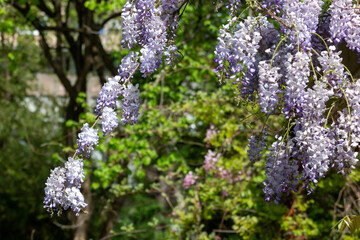 Blooming wisteria in Belgrade Botanical Park