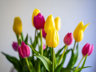 Fototapeta premium Yellow and Pink Tulips