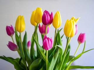 Yellow and Pink Tulips