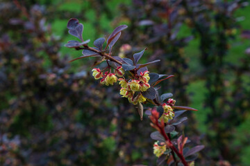 Dark barberry with slightly yellow flowers. A walk in the park in the morning.