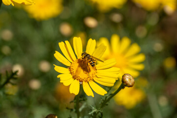 Bee sitting on a daisy  close up under bright sun