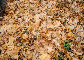 Autumn maple leaves close-up as an autumn background.