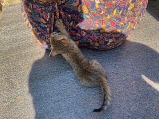 Animals,tigar,horse,butterfly,white,