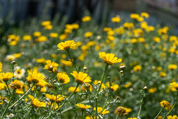 Field of daisies under the bright sun
