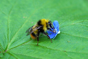 Close up Early bumblebee (Bombus pratorum), family Apidae and a blue, fallen flower of green alkanet (Pentaglottis sempervirens). Spring, May, Netherlands
