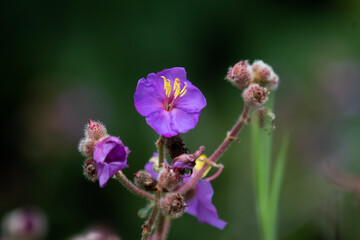Malabar Melastome, Indian-rhododendron (Melastoma malabathricum) flower