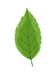 A single green leaf illustration with prominent veins and a pointed tip on a transparent background. Ideal for nature-themed designs, eco-friendly projects, and digital artwork