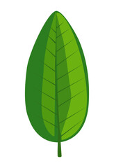 Simple elegant green leaf illustration on a transparent background. The leaf features prominent veins and a smooth gradient of green hues. Perfect for nature-themed designs and eco-friendly projects