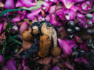 Mushrooms in the forest