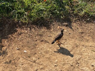 flowers,plants,nature,red,green,yellow,animal,horse