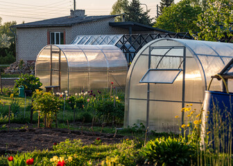 film greenhouse, spring in the garden, gardener's concept, first spring greens and flowers