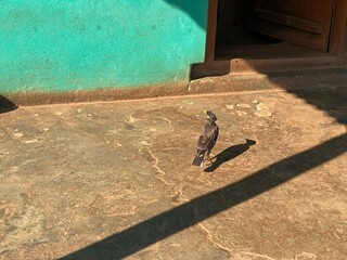 flowers,plants,nature,red,green,yellow,animal,horse