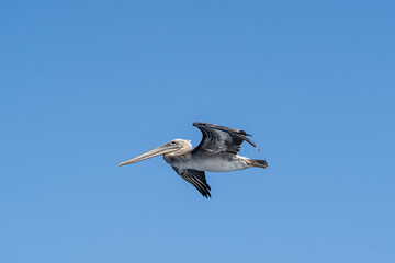 Pelican at Channel Islands National Park, CA, USA
