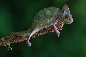 Veiled Chameleon on a branch