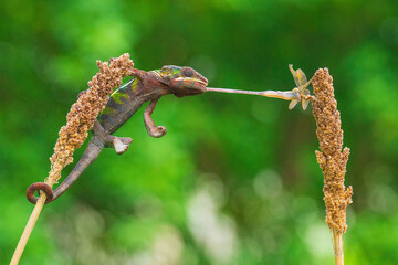 Close-up of a Panther Chameleon hunting for an insect on a plant