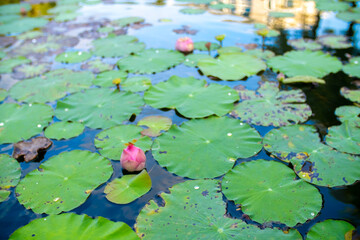 Lotus pond. Water lily close up. Sacred lotus flower in Buddhism. Calmness and tranquility. Spa...