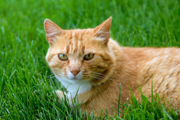 Close-up of a ginger and white cat lounging in the green grass
