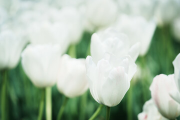 Scenic view of tulip flowers growing in a garden in spring