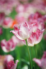 Scenic view of tulip flowers growing in a garden in spring