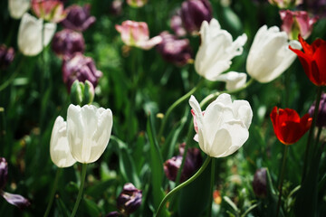 Scenic view of tulip flowers growing in a garden in spring