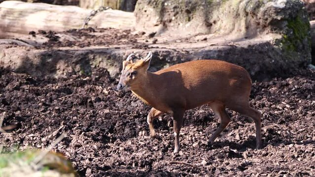 Slow-motion shot of a Reeves's Muntjac walking on dirt and sticking out its tongue.