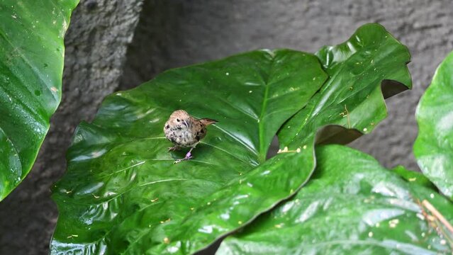 Shot of small Old World sparrows standing on a laceleaf.