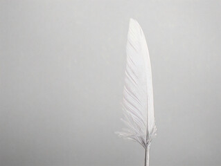Soft white feather against a dark background, symbolizing simplicity and grace in nature's design.