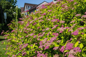 bees and bumblebees on large inflorescences with bright pink, bright crimson flowers, spirea Japanese leafy bush with cherry-brown shoot, summer