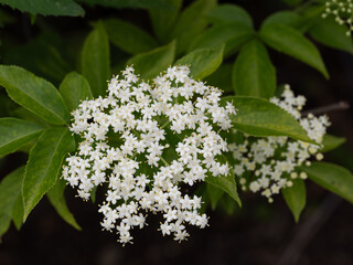 香の良いセイヨウニワトコ