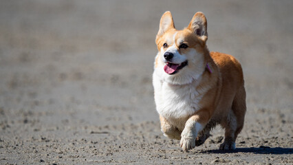 welsh corgi pembroke puppy running on a beach in the sea on a sunny day
