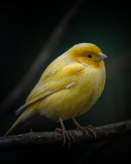 Vertical closeup shot of a yellow canary bird perched on a tree branch