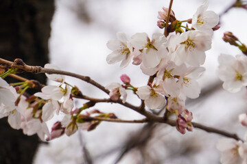 the beauty of cherry blossoms in spring