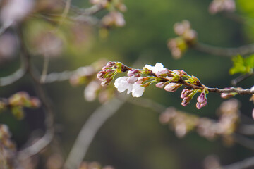 the beauty of cherry blossoms in spring
