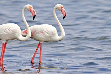 zwei Flamingos im Wasser