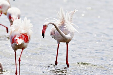Flamingos in Walvis Bay