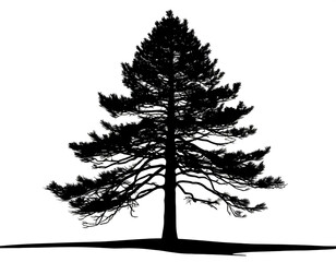 schwarze Silhouette Kontrast Nadelbaum isoliert auf weißen Hintergrund, Freisteller 