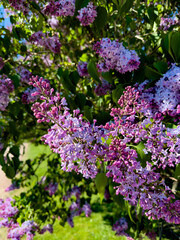 Close-up shot of stunning pink and white lilac flowers blooming beautifully against a bright blue sky, showcasing the colorful splendor of spring