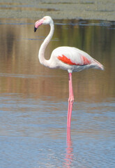 Greater Flamingo (Phoenicopterus roseus) at Ria Formosa, Algarve, Portugal 