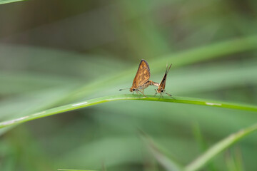 Obraz premium Taractrocera ceramas, commonly known as the Tamil grass dart,[1] is a species of butterfly belonging to the family Hesperiidae