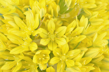 Fototapeta premium Allium moly yellow golden lily leek garlic flowers in bloom, background