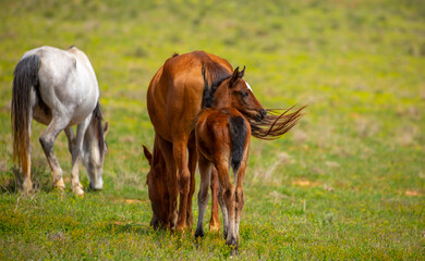 A herd of horses graze in the meadow in summer, eat grass, walk and frolic. Pregnant horses and...