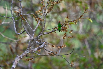 Tropic Birds