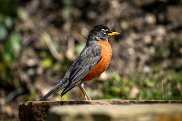 Robin looking for food on a flagstone staircase.