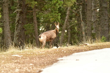 Tatra chamois (Rupicapra rupicapra) on snowy grassland