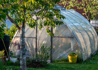 film greenhouse, spring in the garden, gardener's concept, first spring greens and flowers