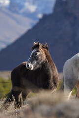 Fototapeta premium Scenic view of horses in a field with a backdrop of mountains