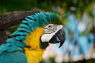 Blue and gold parrot perched on a tree on the blurry background