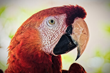 Close-up of a red parrot with beautiful feathers