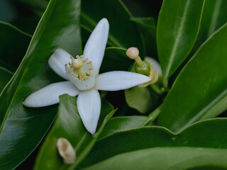 Fototapeta premium Orange tree blossom in nature