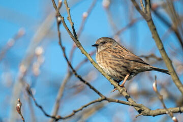Dunnock, Prunella modularised perched in a hedgerow enjoying the winter sunshine.